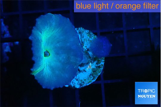 Discosoma deep blue avatar 2 polyps WYSIWYG acclimaté