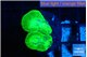 Caulastrea neon green 2 polyps WYSIWYG acclimaté