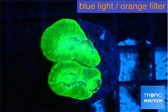 Caulastrea neon green 2 polyps WYSIWYG acclimaté