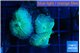 Rhodactis green blue 3 polyps WYSIWYG acclimaté