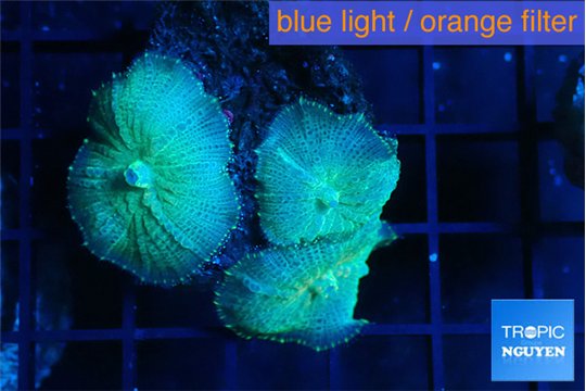 Rhodactis green blue 3 polyps WYSIWYG acclimaté
