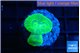 Caulastrea neon green 2 polyps WYSIWYG acclimaté