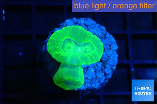 Caulastrea neon green 2 polyps WYSIWYG acclimaté