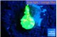 Caulastrea neon green 1 polyp WYSIWYG acclimaté