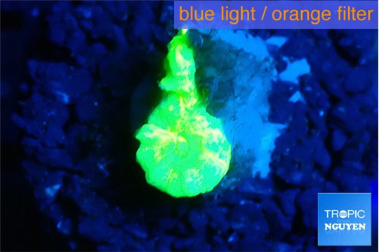 Caulastrea neon green 1 polyp WYSIWYG acclimaté