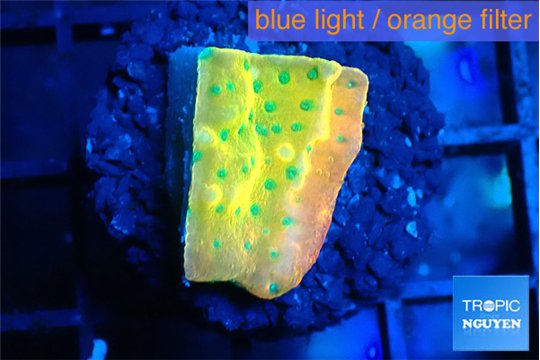 Montipora kung pao phoenix sunset 2-3 cm WYSIWYG acclimaté
