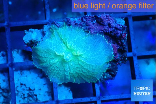 Rhodactis green blue 1 polyp WYSIWYG acclimaté