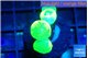 Caulastrea neon green 4 polyps WYSIWYG acclimaté