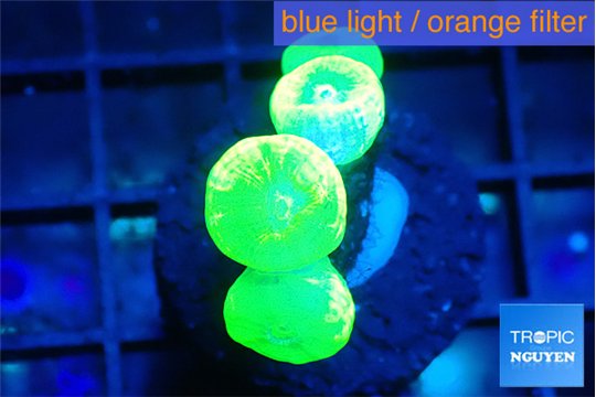 Caulastrea neon green 4 polyps WYSIWYG acclimaté