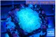 Rhodactis green blue 1 polyp WYSIWYG acclimaté