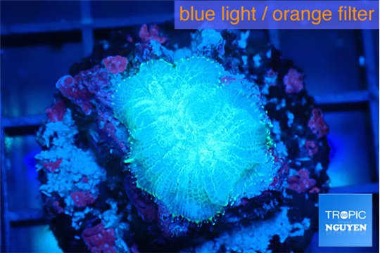 Rhodactis green blue 1 polyp WYSIWYG acclimaté