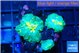 Rhodactis golden fusion small polyps 3 polyps WYSIWYG acclimaté