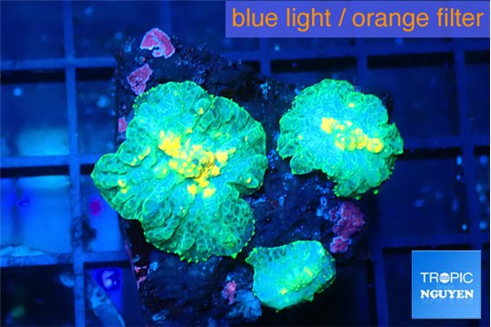 Rhodactis golden fusion small polyps 3 polyps WYSIWYG acclimaté