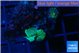 Rhodactis green small polyps 2 polyps WYSIWYG acclimaté