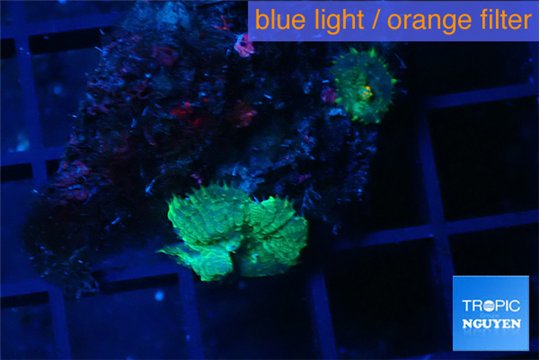 Rhodactis green small polyps 2 polyps WYSIWYG acclimaté