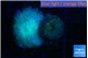 Rhodactis green small polyps 2 polyps WYSIWYG acclimaté