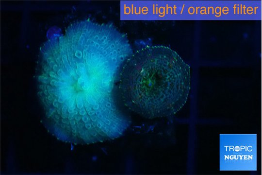 Rhodactis green small polyps 2 polyps WYSIWYG acclimaté
