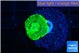 Caulastrea neon green 1 polyp WYSIWYG acclimaté