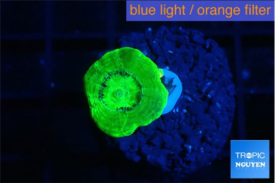 Caulastrea neon green 1 polyp WYSIWYG acclimaté