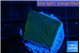 Montipora green & purple polyps 2 cm WYSIWYG acclimaté