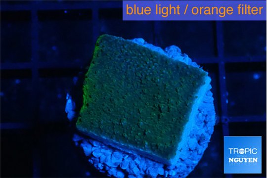 Montipora green & purple polyps 2 cm WYSIWYG acclimaté