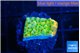 Montipora kung pao phoenix sunset 2 cm WYSIWYG acclimaté