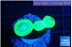 Caulastrea neon green 3 polyps WYSIWYG acclimaté