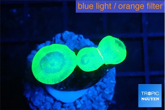 Caulastrea neon green 3 polyps WYSIWYG acclimaté