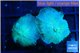 Rhodactis green blue 2 polyps WYSIWYG acclimaté