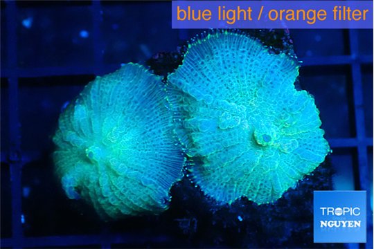 Rhodactis green blue 2 polyps WYSIWYG acclimaté
