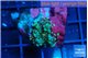 Ricordea yuma red green small polyps 1 polyp WYSIWYG acclimaté
