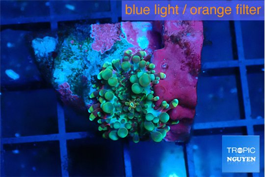 Ricordea yuma red green small polyps 1 polyp WYSIWYG acclimaté