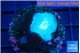 Rhodactis green blue 1 polyp WYSIWYG acclimaté
