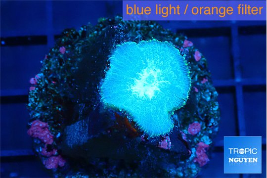 Rhodactis green blue 1 polyp WYSIWYG acclimaté