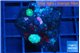 Rhodactis green small polyps 2 polyps WYSIWYG acclimaté