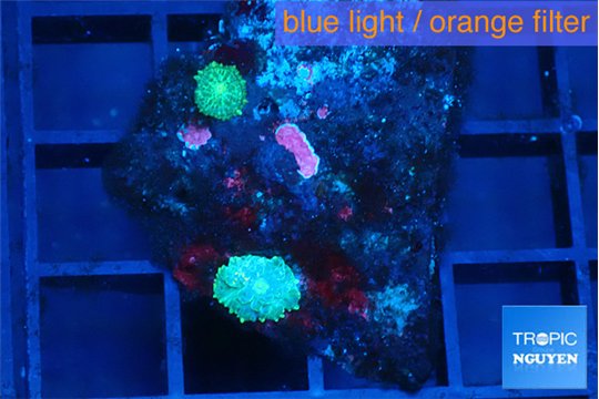 Rhodactis green small polyps 2 polyps WYSIWYG acclimaté