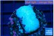 Rhodactis green blue 1 polyp WYSIWYG acclimaté
