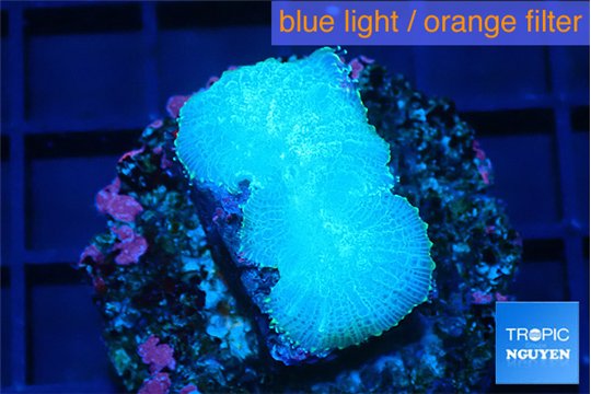 Rhodactis green blue 1 polyp WYSIWYG acclimaté
