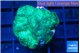 Favia green 2-3 cm WYSIWYG acclimaté