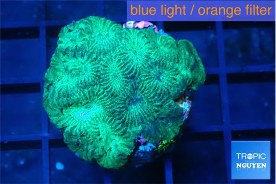 Favia green 2-3 cm WYSIWYG acclimaté