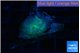 Rhodactis green blue 1 polyp WYSIWYG acclimaté
