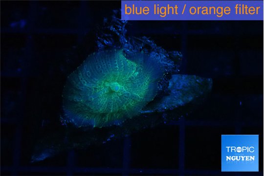 Rhodactis green blue 1 polyp WYSIWYG acclimaté