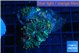 Ricordea yuma green purple 2-3 polyps WYSIWYG acclimaté