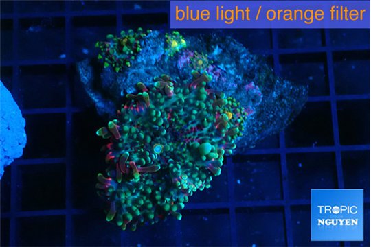 Ricordea yuma green purple 2-3 polyps WYSIWYG acclimaté