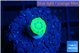 Caulastrea neon green 1 polyp WYSIWYG acclimaté