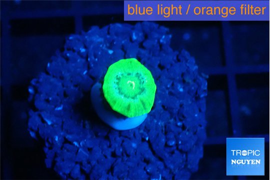 Caulastrea neon green 1 polyp WYSIWYG acclimaté