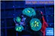 Rhodactis magma 4 polyps WYSIWYG acclimaté