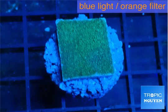 Montipora green & purple polyps 2 cm WYSIWYG acclimaté