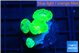 Caulastrea neon green 4 polyps WYSIWYG acclimaté
