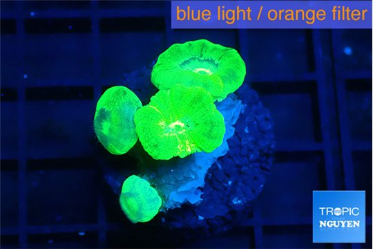 Caulastrea neon green 4 polyps WYSIWYG acclimaté